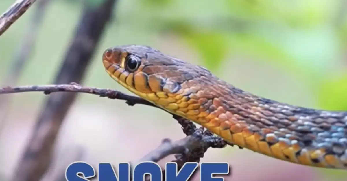 10 Most Venomous Snakes In The World (Poisonous & Dangerous)