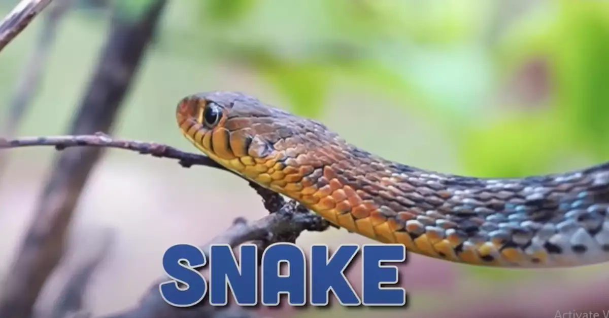 6 Venomous Snakes In South Carolina (Poisonous & Deadly)