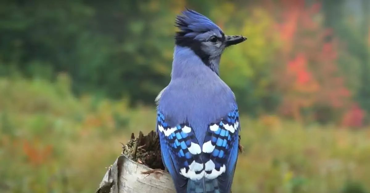 Birds That Look Like Blue Jays