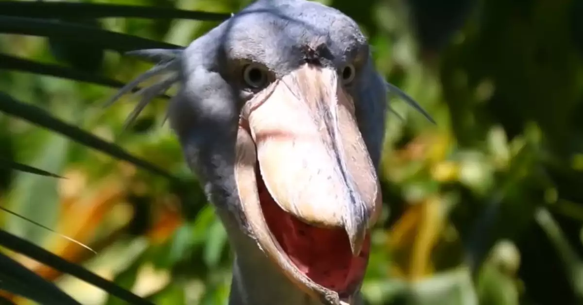 Birds That Look Like Orioles