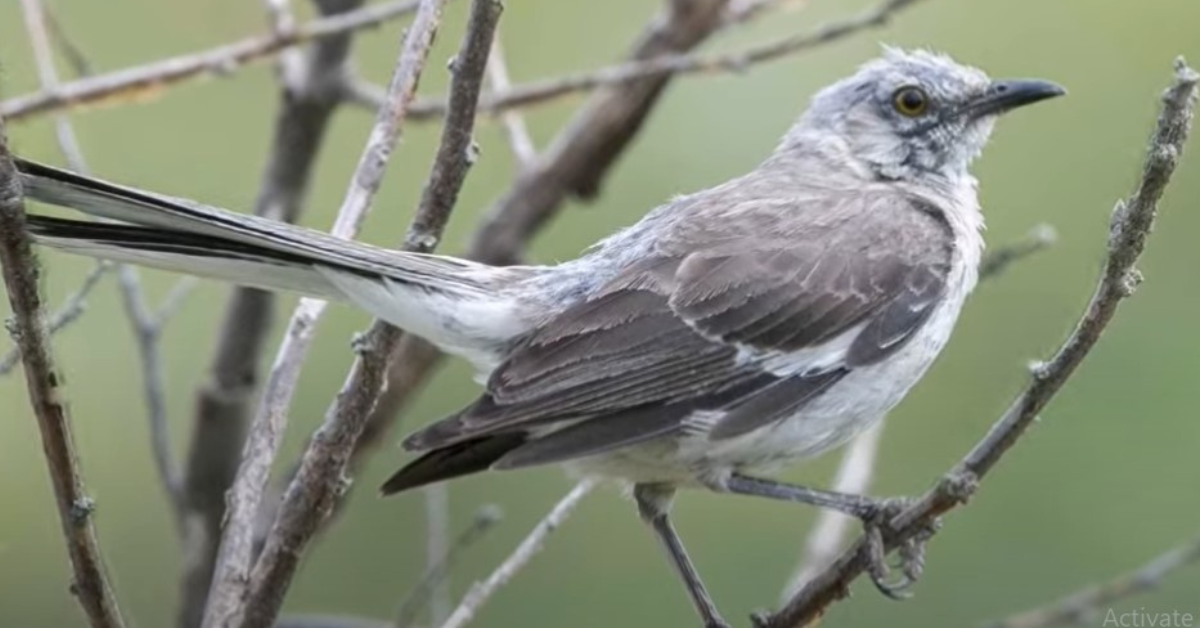 Birds That Sing at Night in California & Why They Chirp