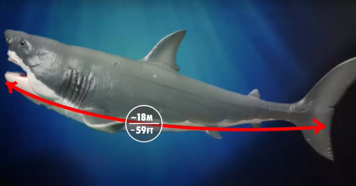 Megalodon Size Comparison Just How Big Was the Megalodon