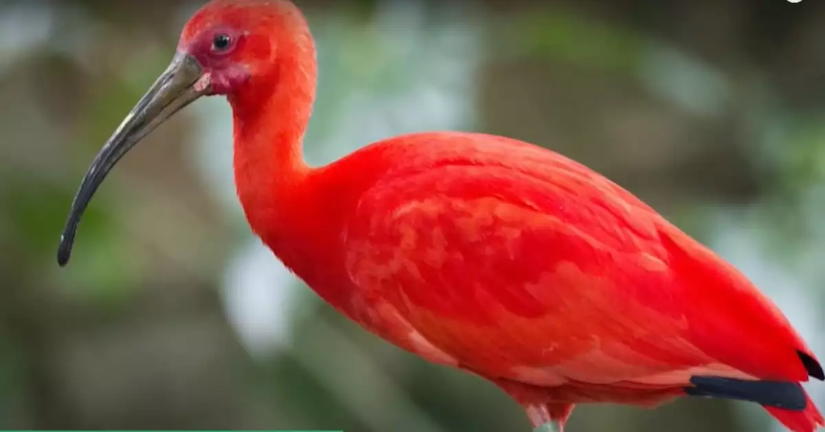 Types Of Red Birds (12 Beautiful Species)