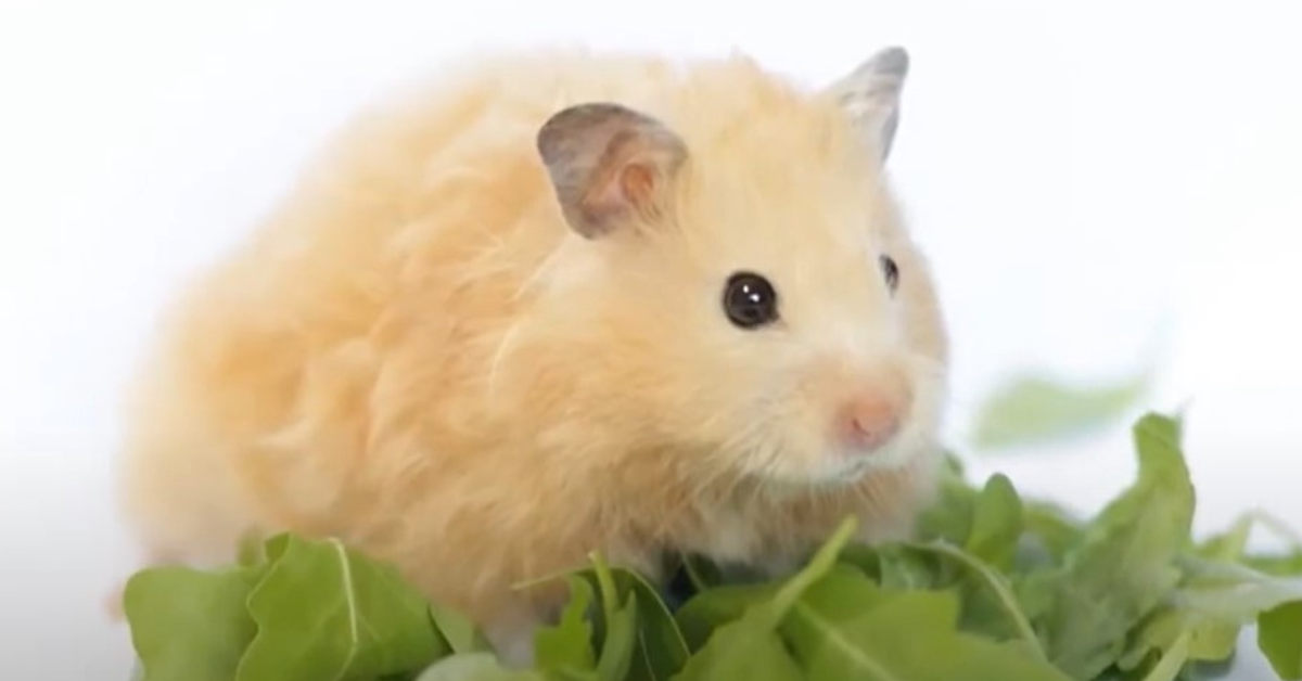 Types of Hamsters 5 Most Popular Species, Pictures, & Facts