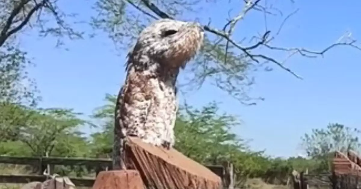 Urutau Bird 20 Incredible Facts about This Strange Ghost Bird