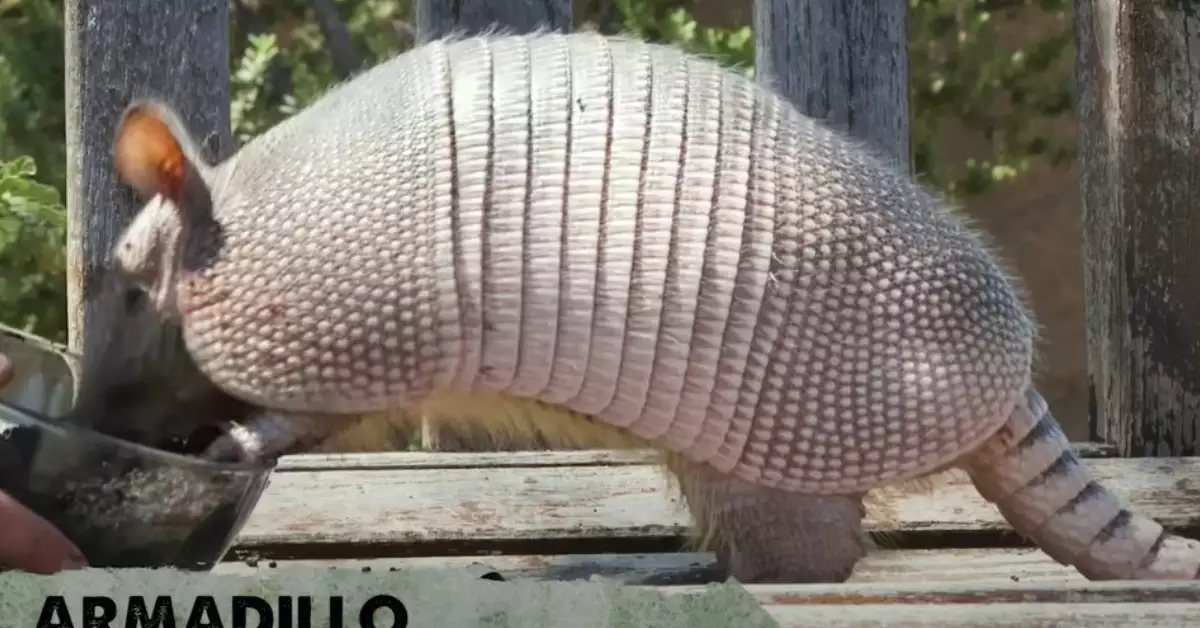 What Do Armadillos Eat