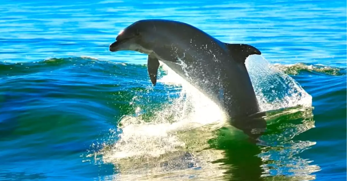 What Do Dolphins Eat A Closer Look At Dolphin Diet & Food Chain