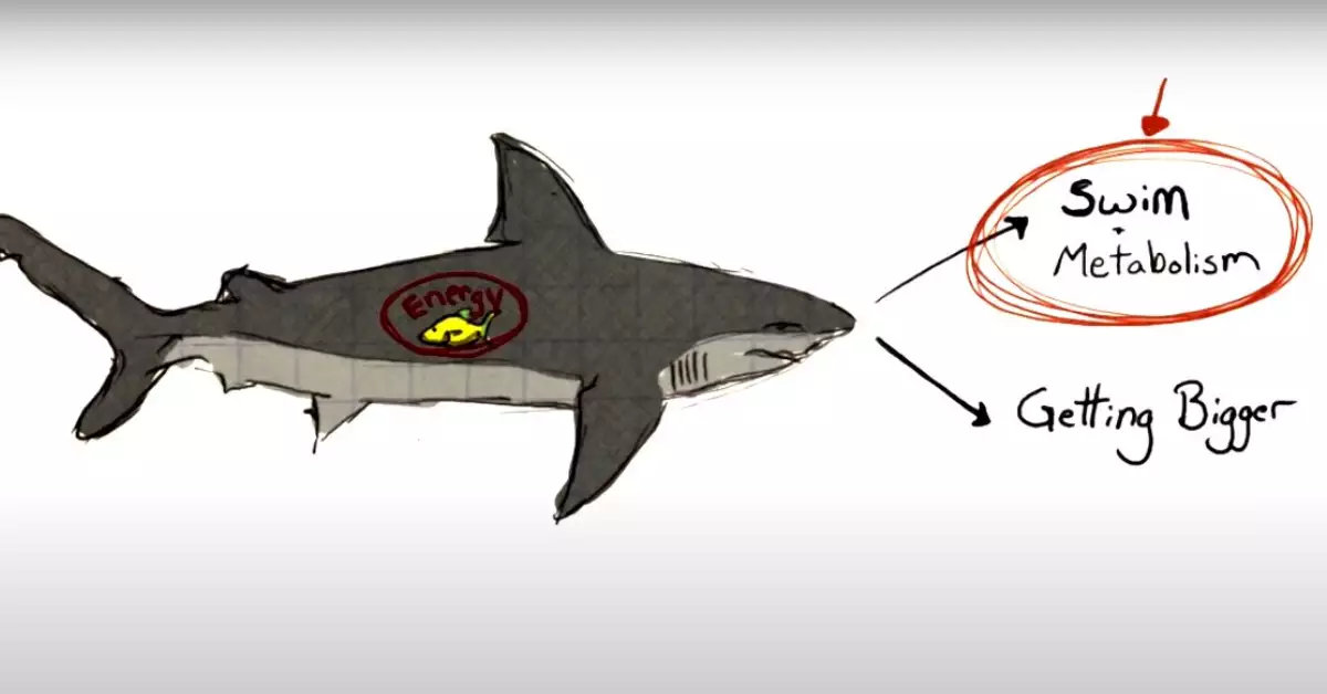 What Do Sharks Eat A Closer Look At Shark Diet & Food Chain