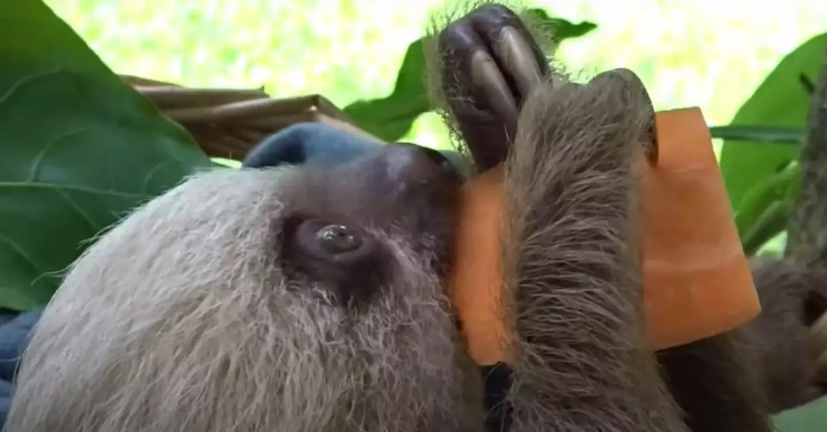 What Do Sloths Eat A Look at Sloth Eating Habits and Diet