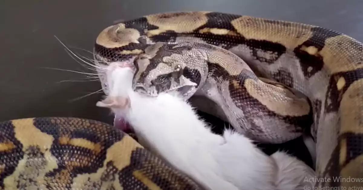 What Do Snakes Eat A Closer Look at Snakes’ Interesting Diet