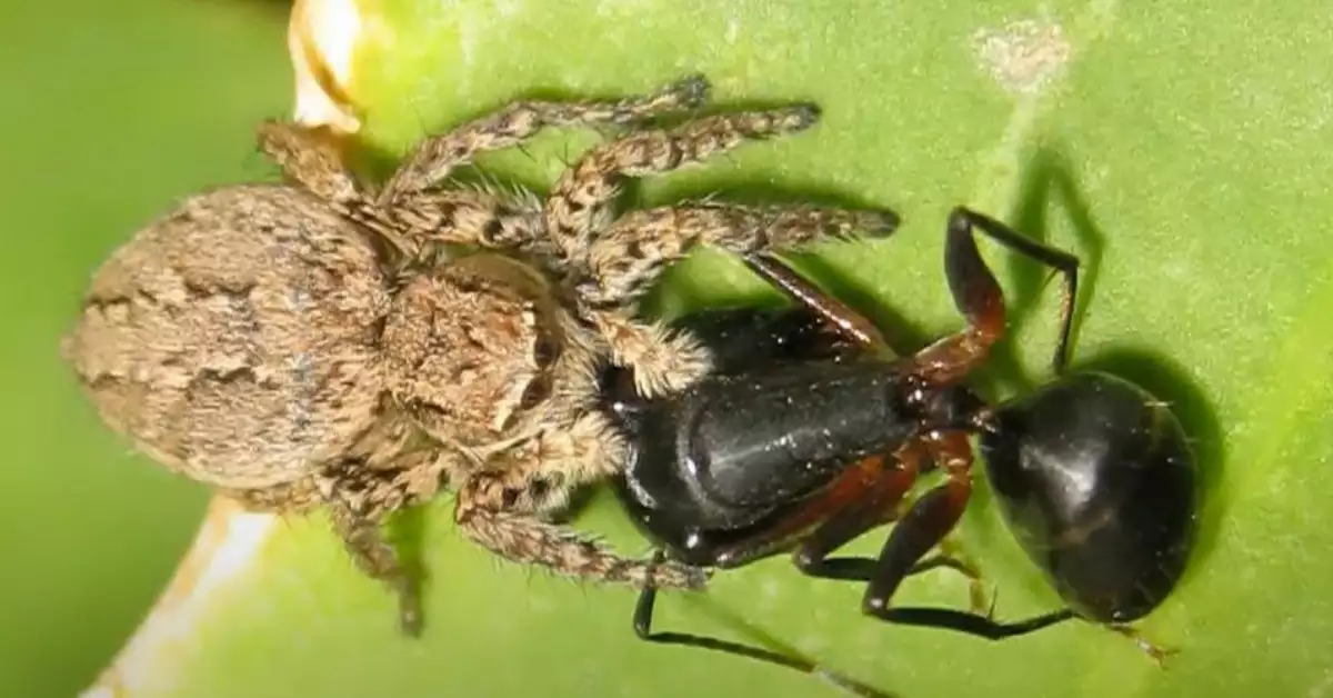 What Do Spiders Eat Spider Diet & Food Chain Explained