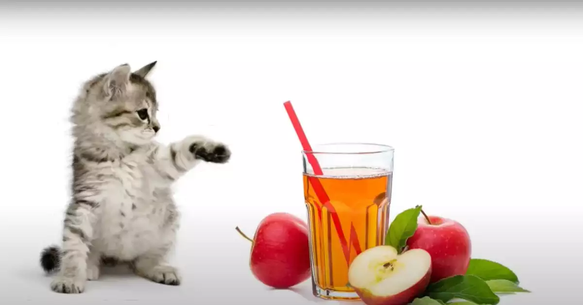 Can Cats Drink Apple Juice? - Complete Guide to Apples and Cats