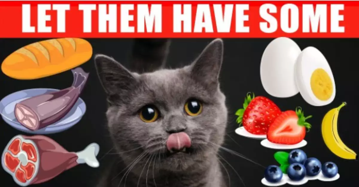 Can Cats Eat Sour Cream or Is It Bad for Them