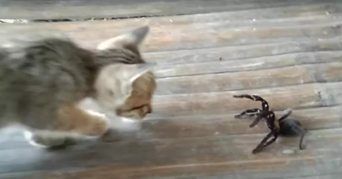 Can a Tarantula Kill a Cat