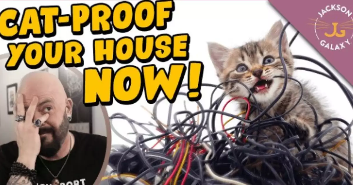 How to Cat Proof Wires Everything You Should Know