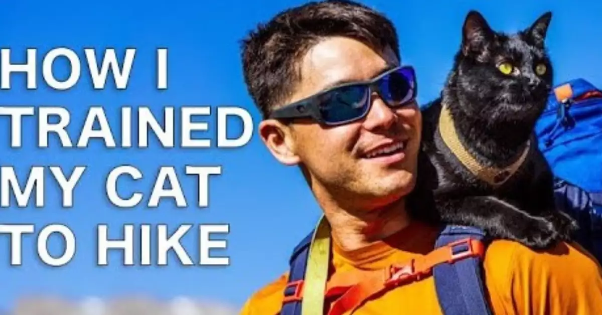 How to Hike with a Cat Tips on Outdoor Adventuring