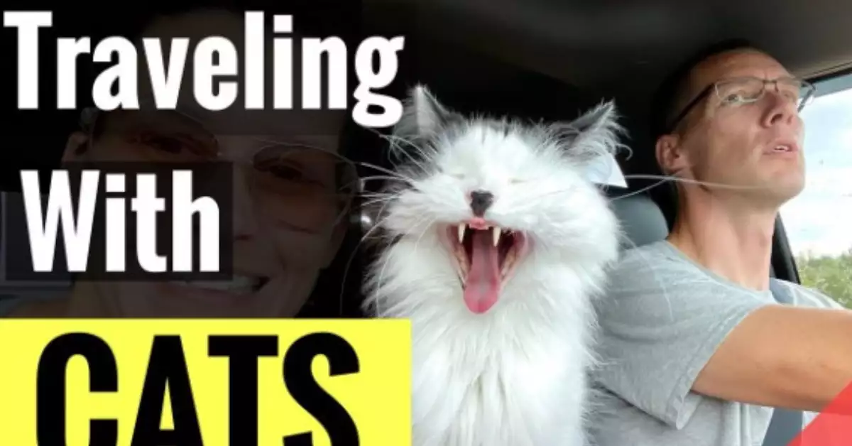 Traveling with a Cat in a Car Long Distances A Helpful Guide