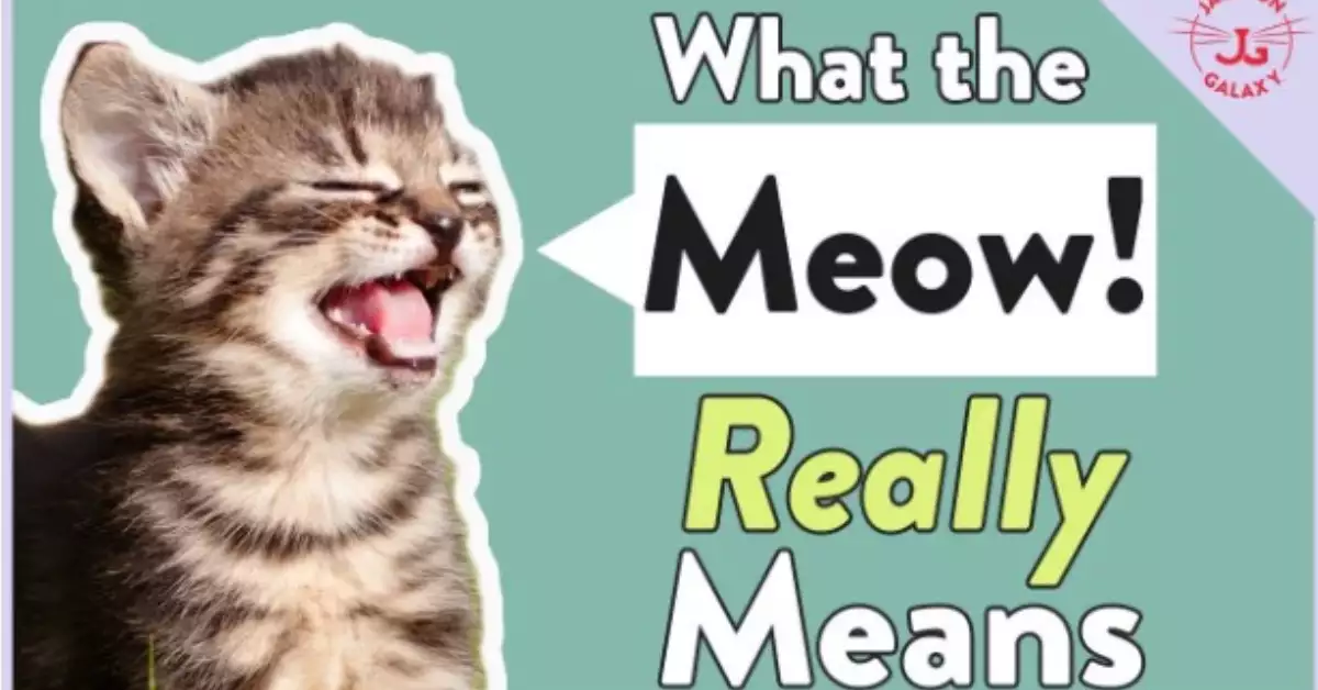 Why Do Cats Meow At Humans - What Your Cat's Trying To Say